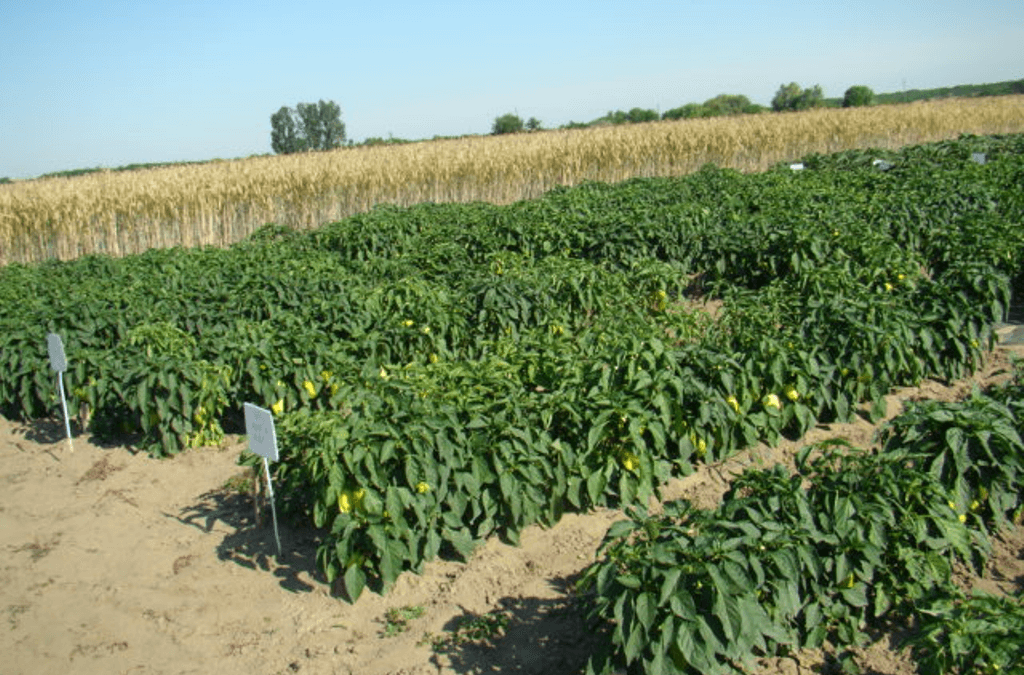 Îmbunătăţirea ofertei de producţie a agroecosistemelor  pe  psamosoluri pentru creşterea gradului de securitate alimentară şi de calitate a produselor agricole primare 2013